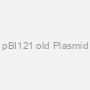 pBI121 old Plasmid